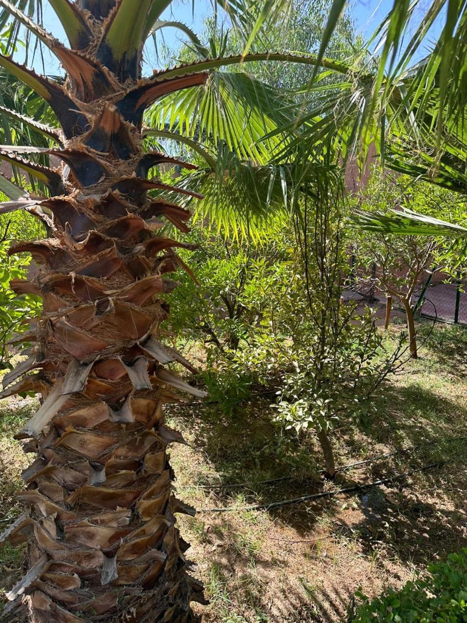 Villa Ms Holidays Mika Privatisee Marrakech Μαρακές Εξωτερικό φωτογραφία